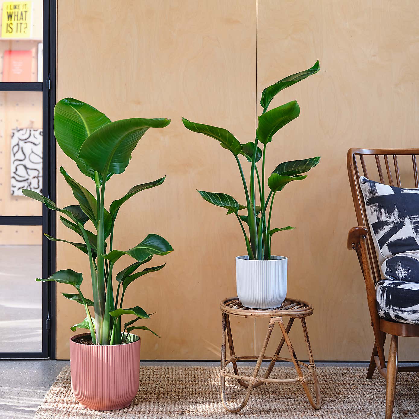 Bird Of Paradise House Plant in Elho Pot