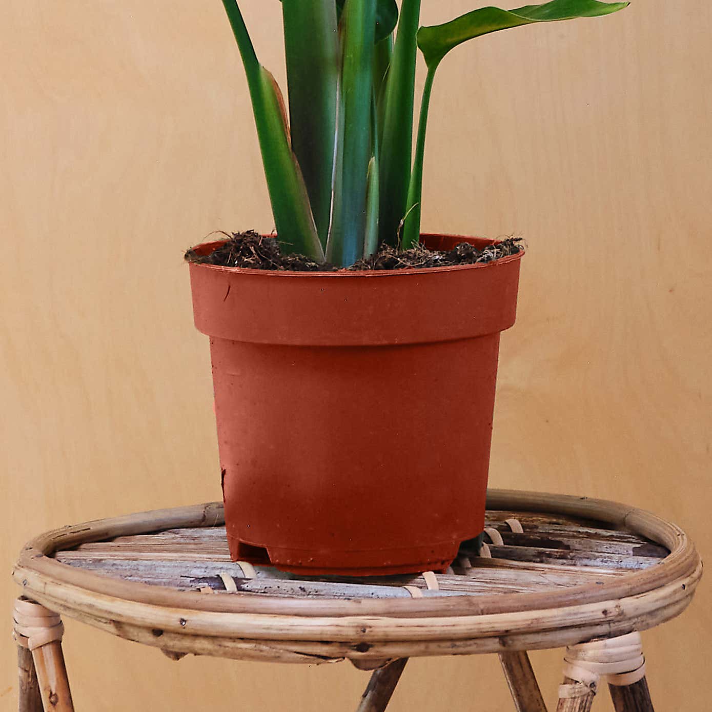 Bird Of Paradise House Plant