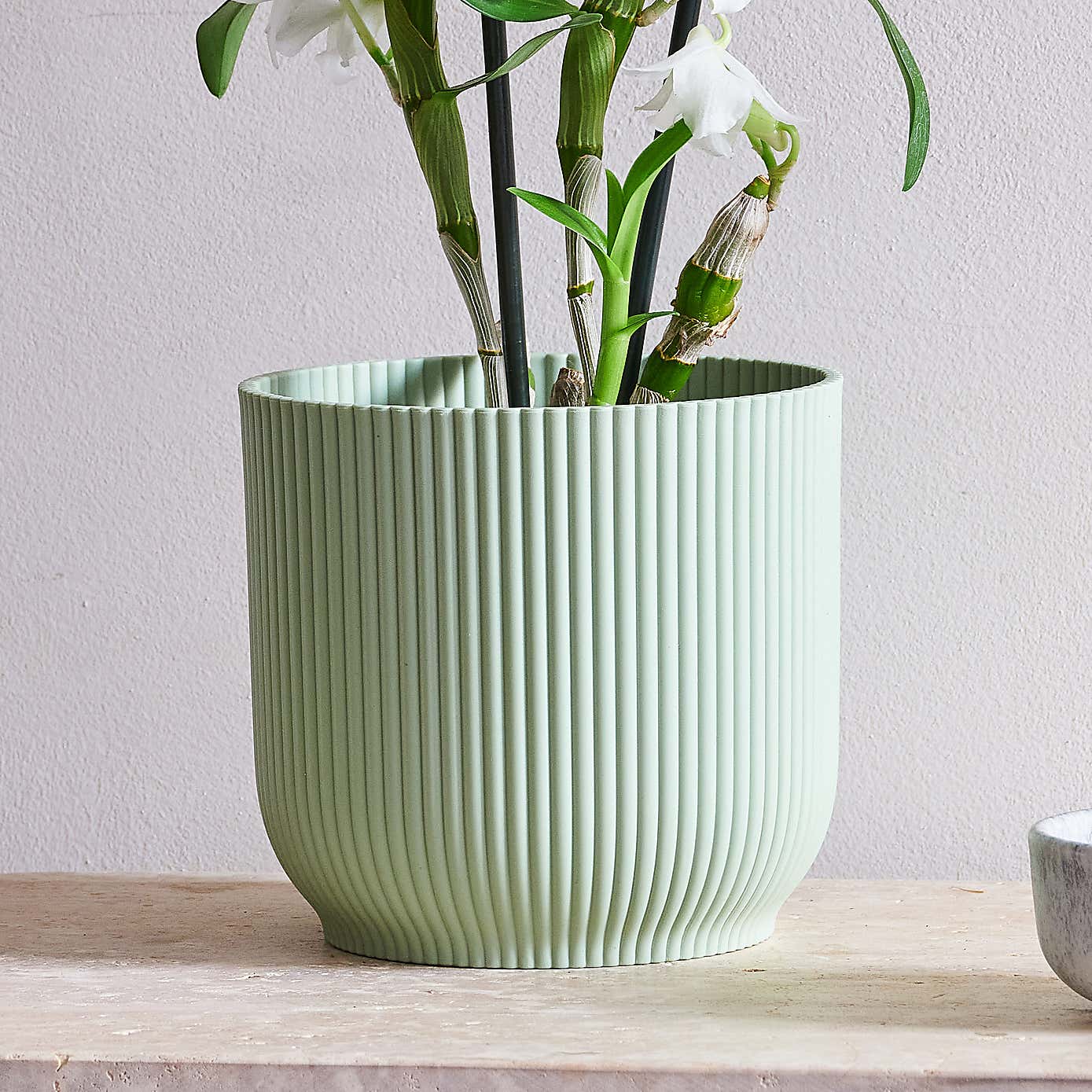 Beards & Daisies Dendrobium Bamboo Orchid House Plant in Vibes Pot