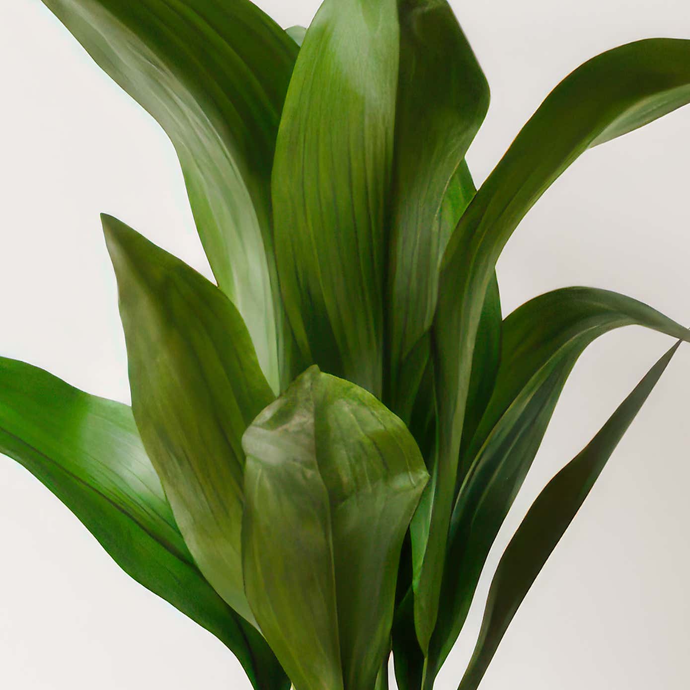 Beards & Daisies Cast Iron House Plant in Earthenware Pot