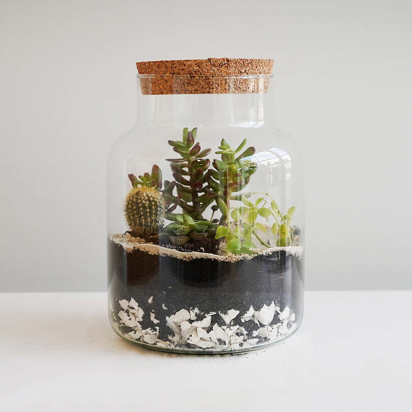 Bottle Medium Terrarium Diy Kit