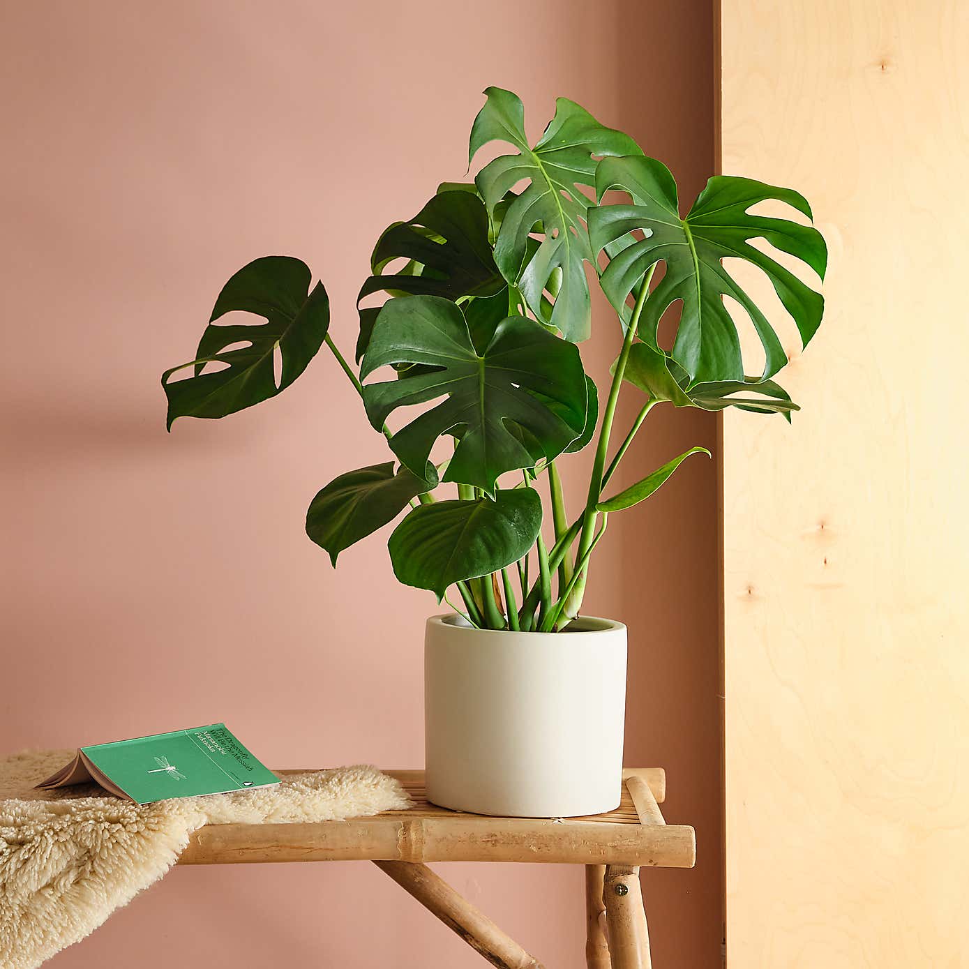 Swiss Cheese House Plant in Earthenware Pot