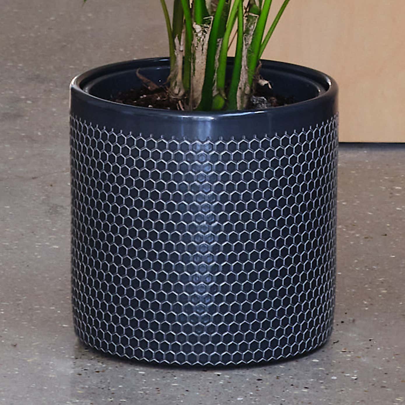 Kentia Palm House Plant in Capri Pot