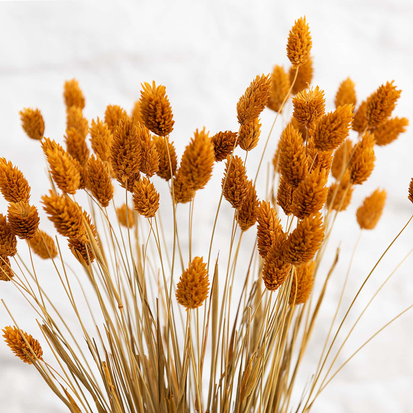 Dried Phalaris Bouquet
