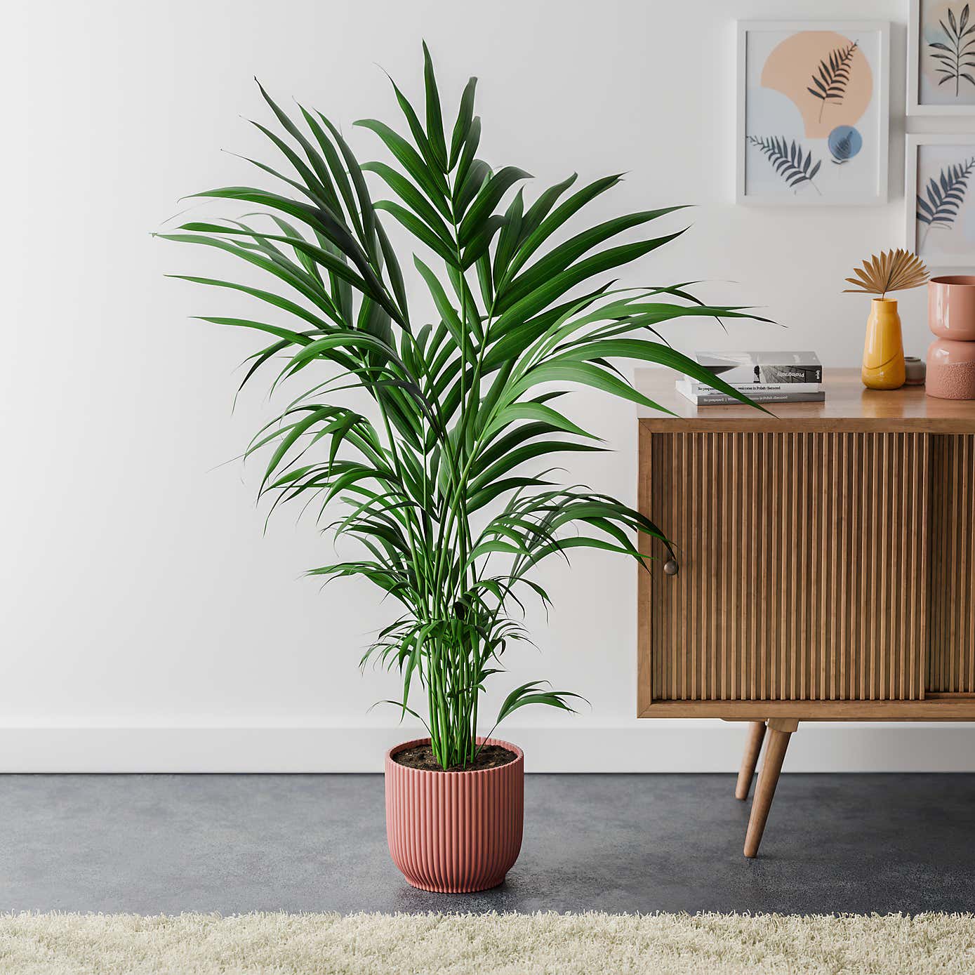Kentia Palm House Plant in Elho Pot