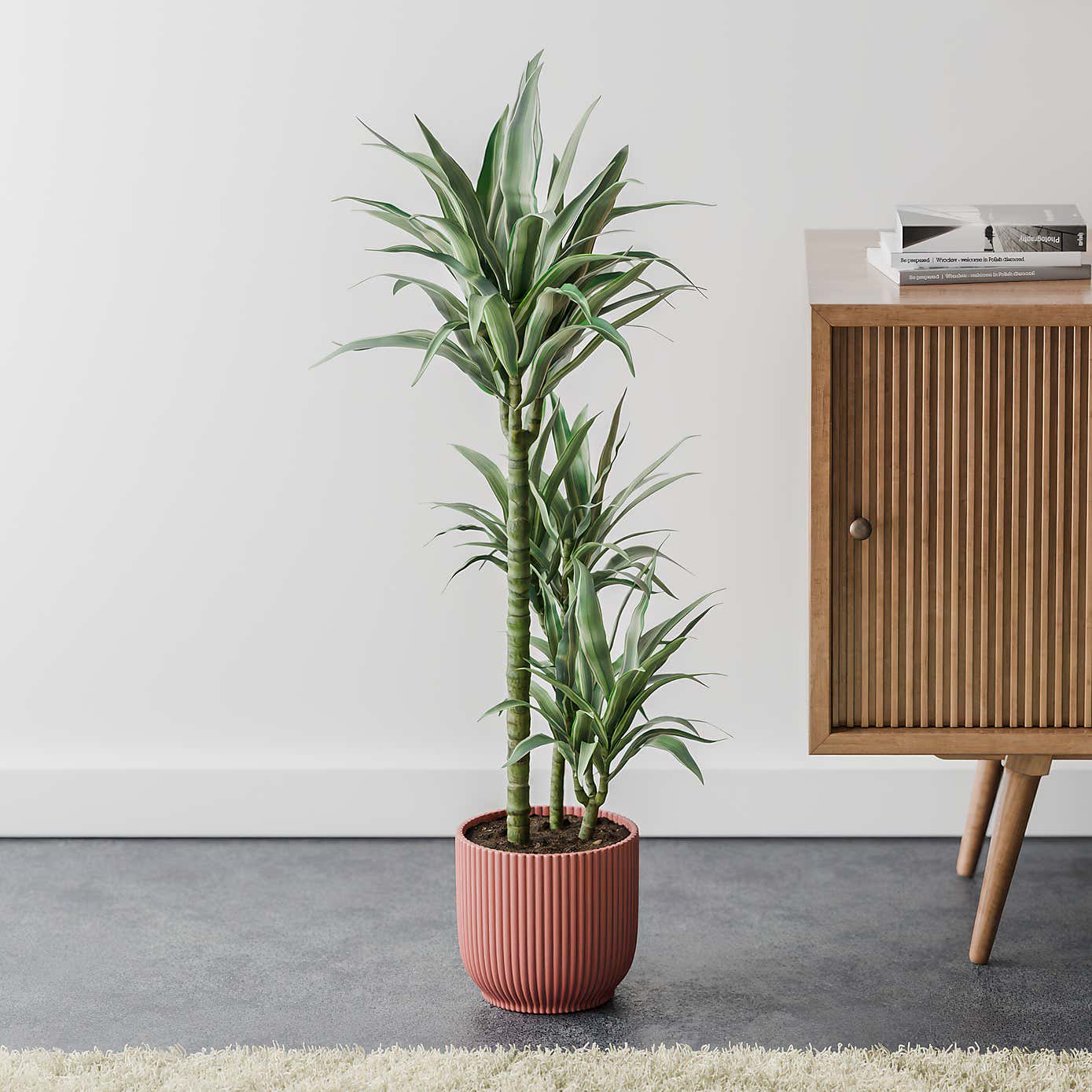 Beards & Daisies Dracaena Warneckei House Plant in Elho Pot