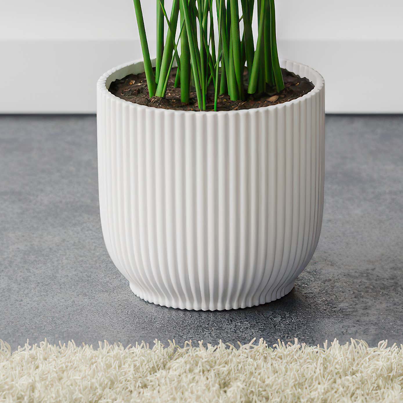 Kentia Palm House Plant in Elho Pot