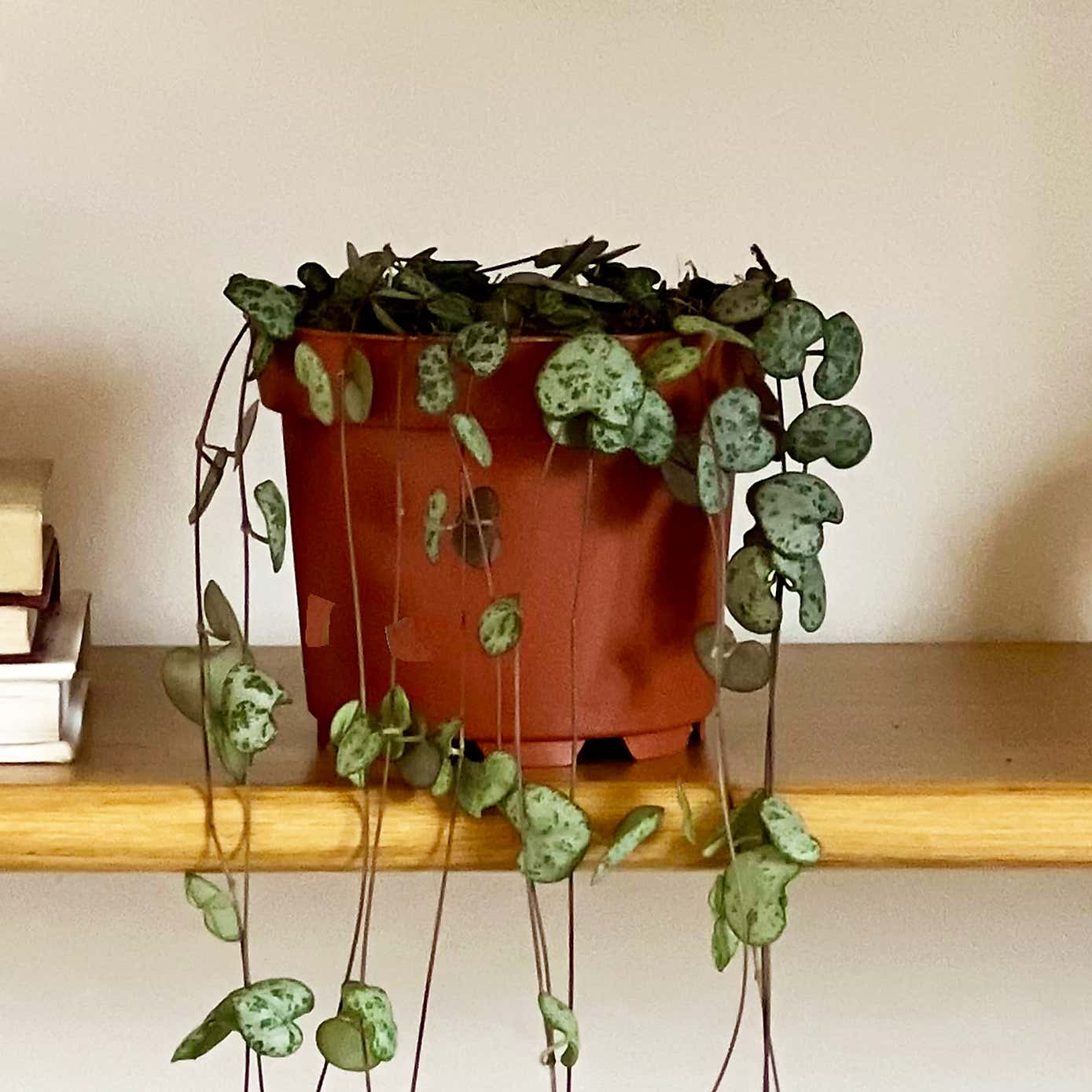 String of Hearts House Plant Bundle