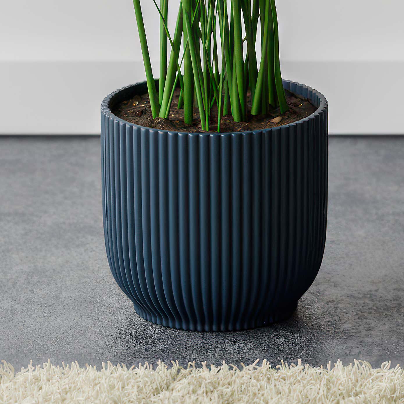 Kentia Palm House Plant in Elho Pot