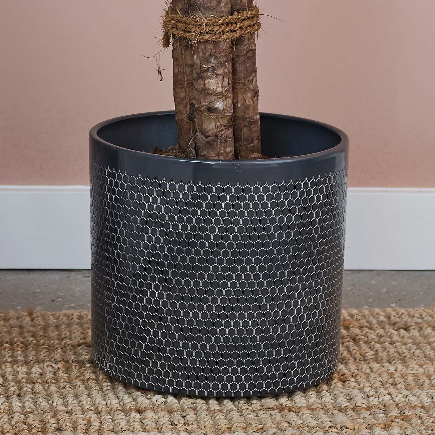 Yucca House Plant in Capri Pot