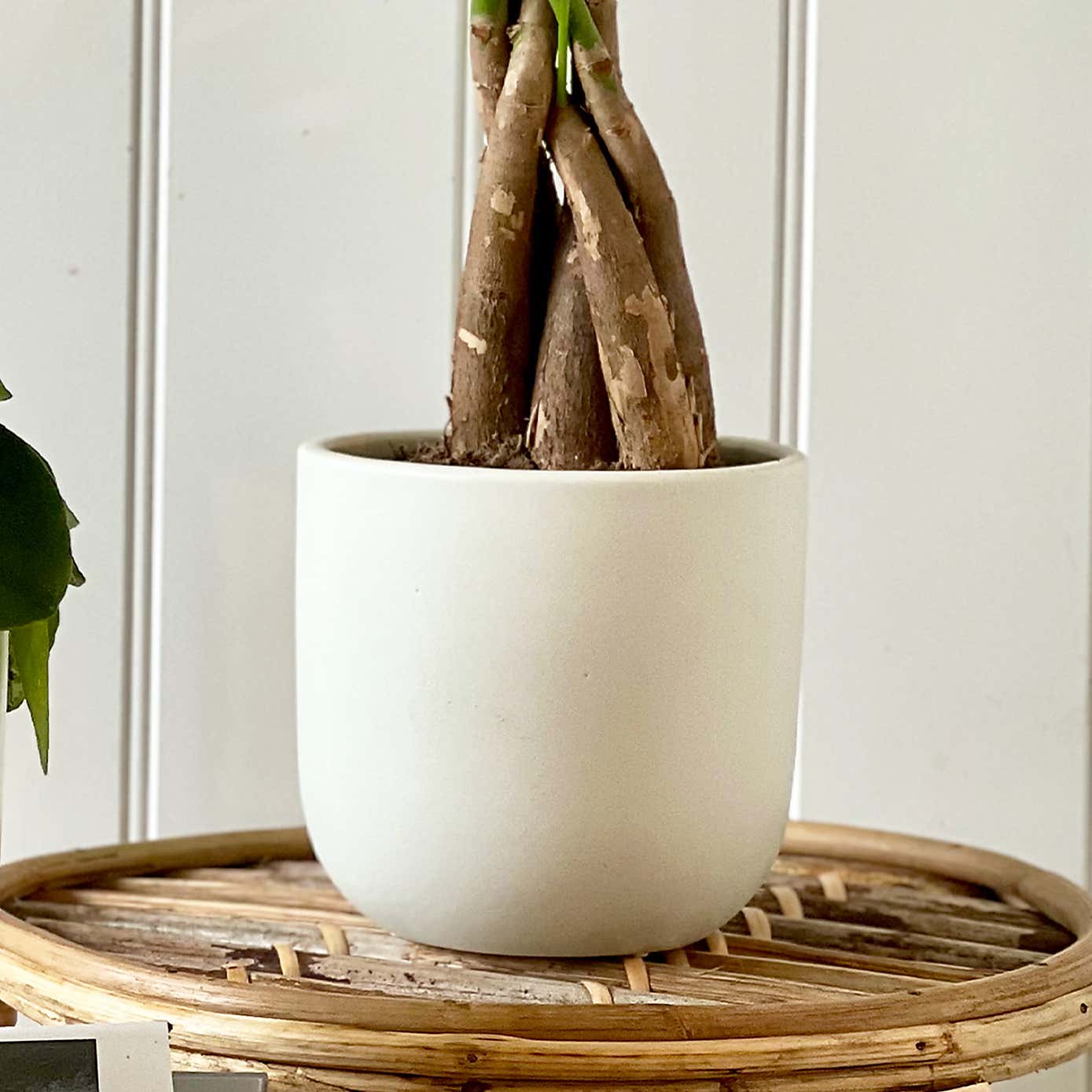 Good Fortune Potted House Plant Bundle