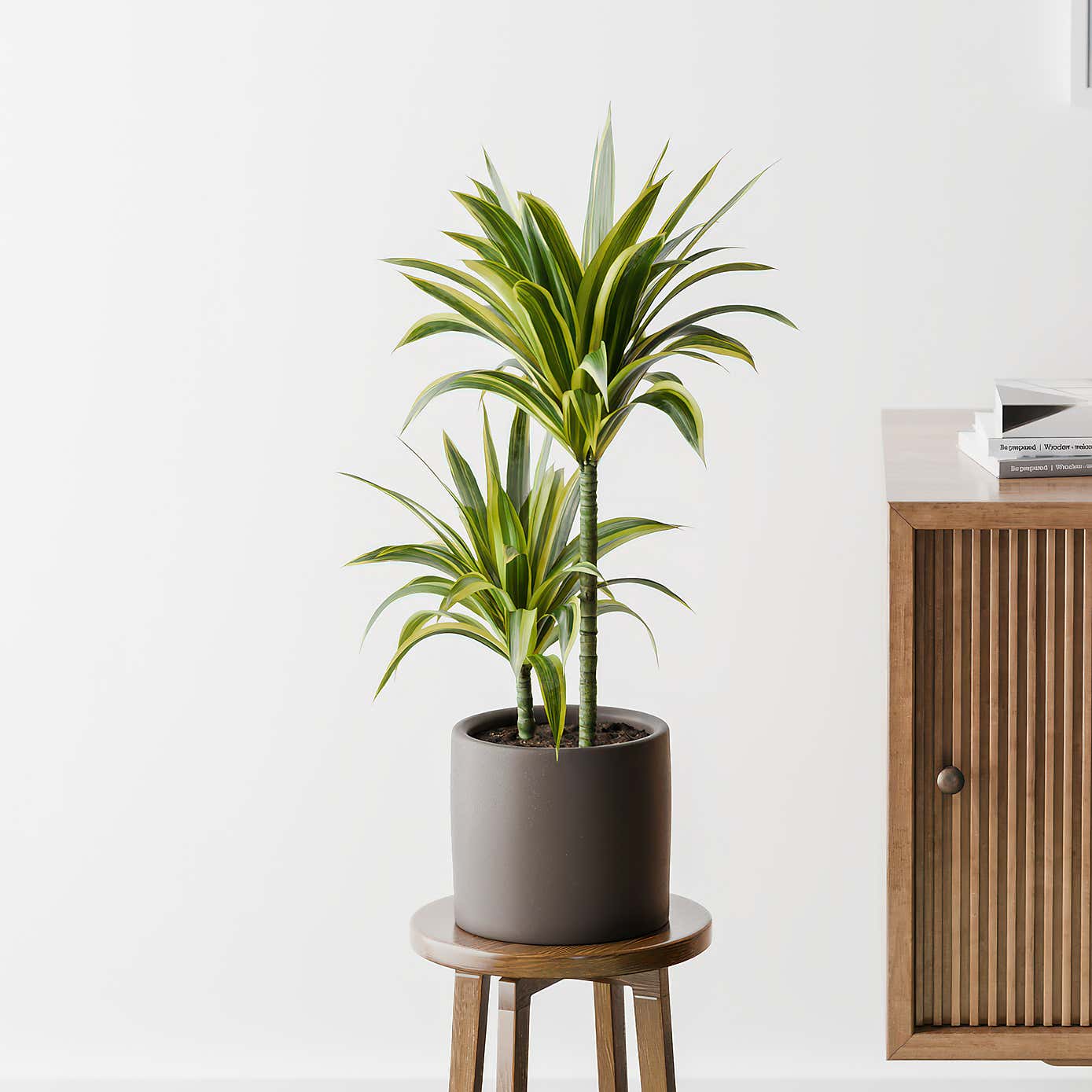 Dracaena Lemon & Lime House Plant in Earthenware Pot