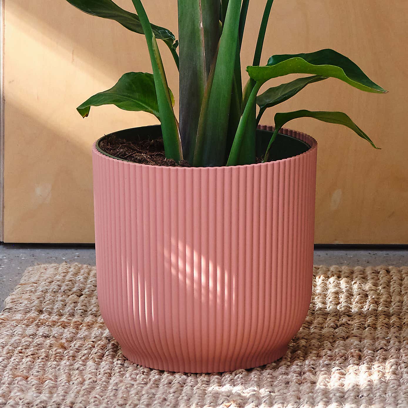 Bird Of Paradise House Plant in Elho Pot