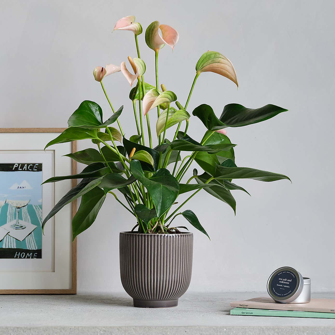 Peach Anthurium Potted House Plant and Candle Bundle