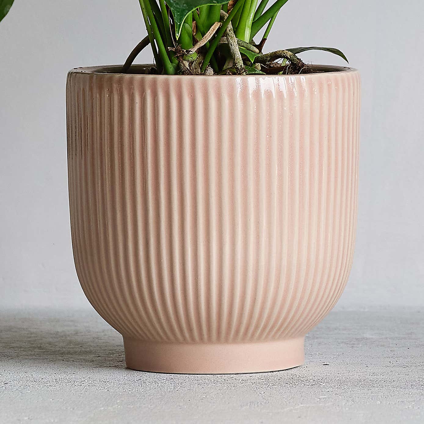 Peach Anthurium Potted House Plant and Candle Bundle