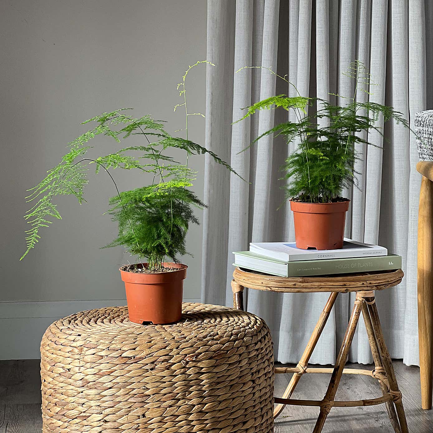 Asparagus Fern House Plant Bundle