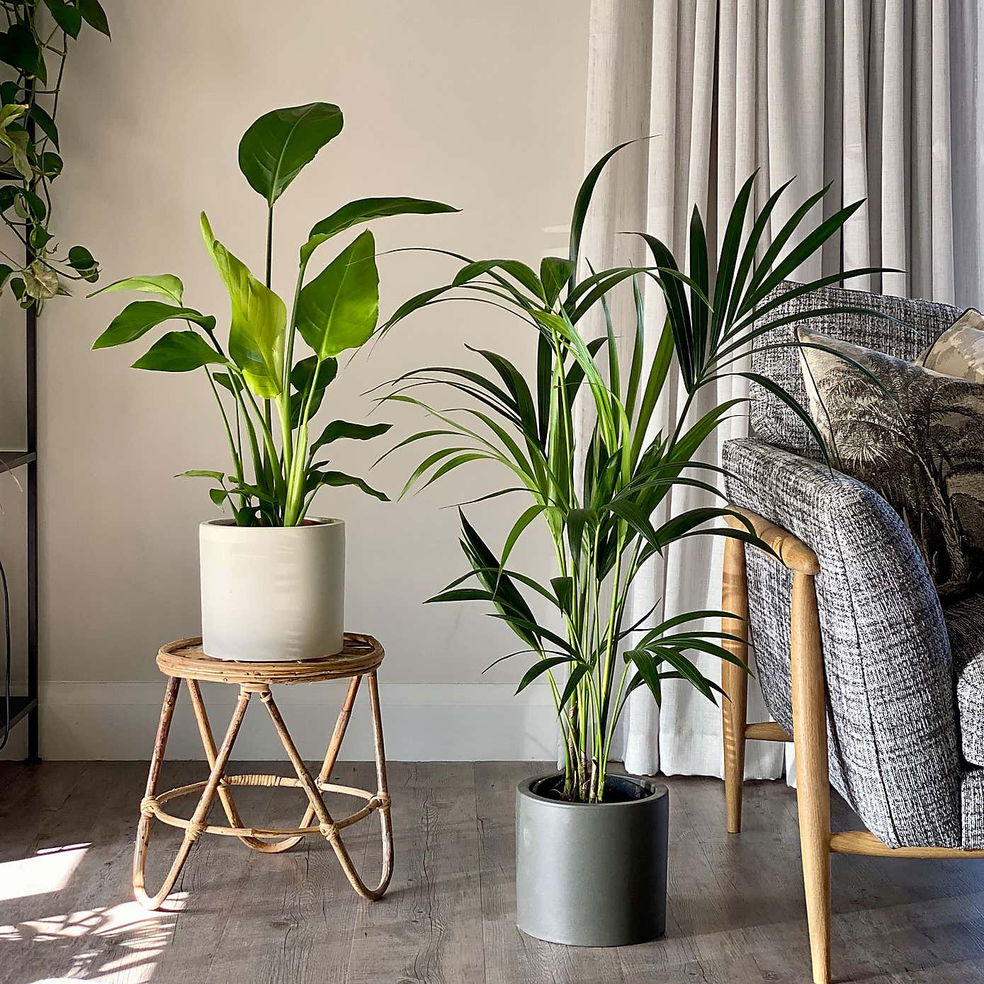 Bird of Paradise & Kentia Palm Potted House Plant Bundle