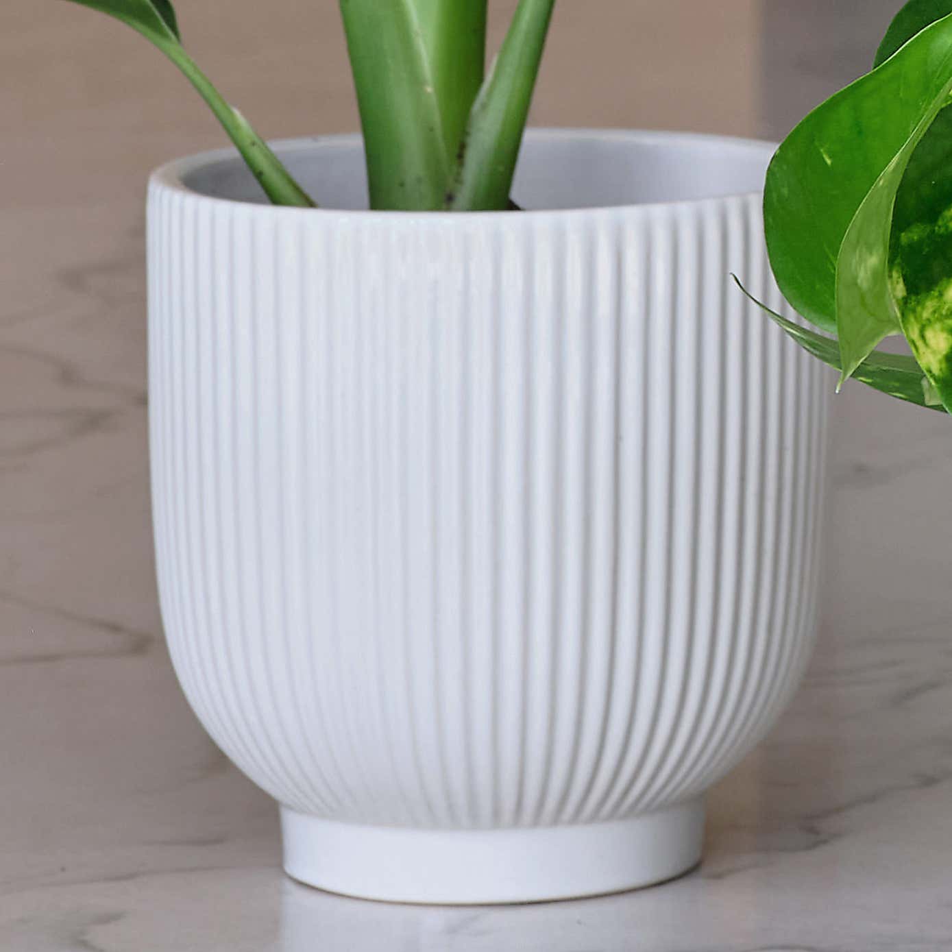 Bestseller Potted House Plant Bundle