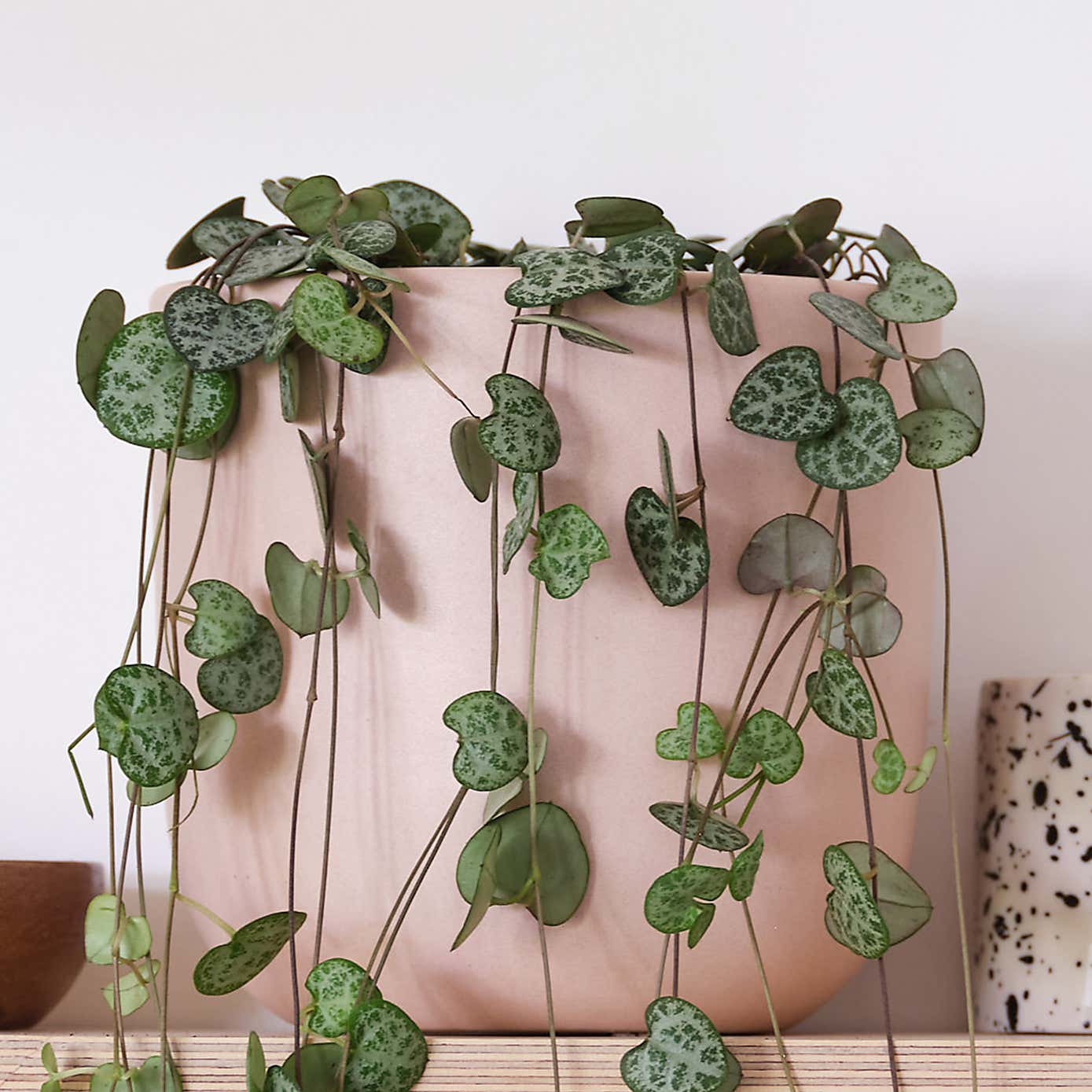 String Of Hearts House Plant in Earthenware Pot