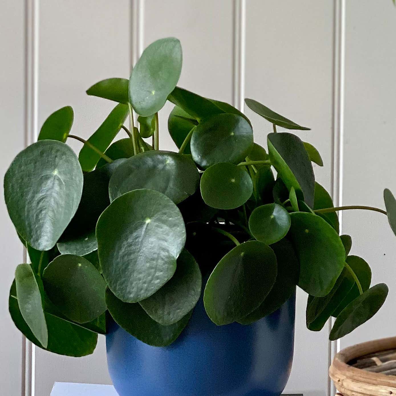 Good Fortune Potted House Plant Bundle