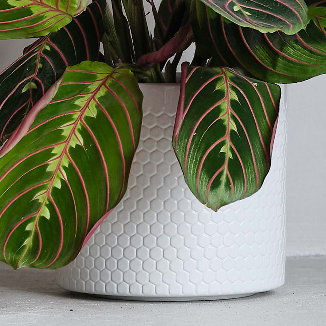 Prayer House Plant in Capri Pot