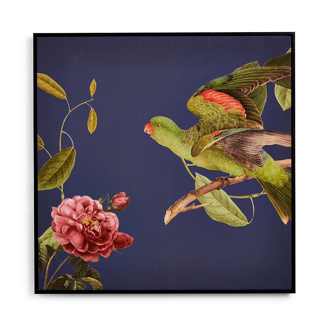 Parrot Capped Canvas