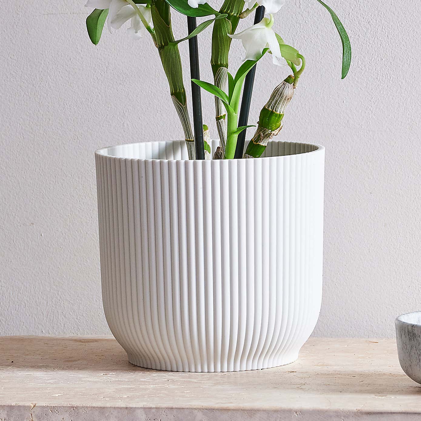 Beards & Daisies Dendrobium Bamboo Orchid House Plant in Vibes Pot