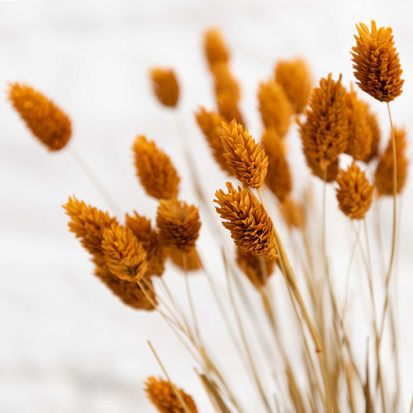 Dried Phalaris Bouquet
