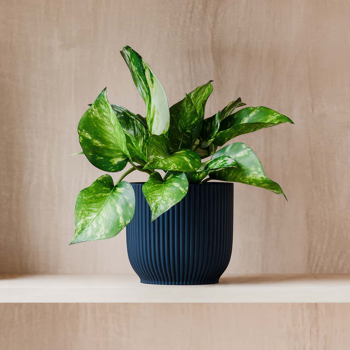 Beards & Daisies Marble Queen Pothos House Plant in Elho Pot
