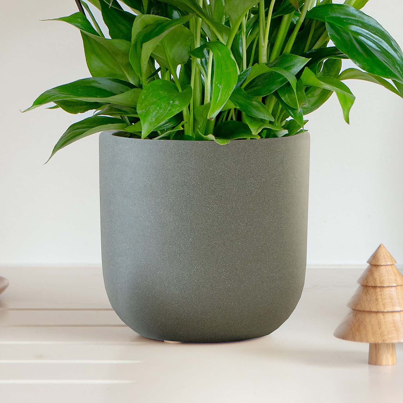 Lilac Peace Lily House Plant in Earthenware Pot