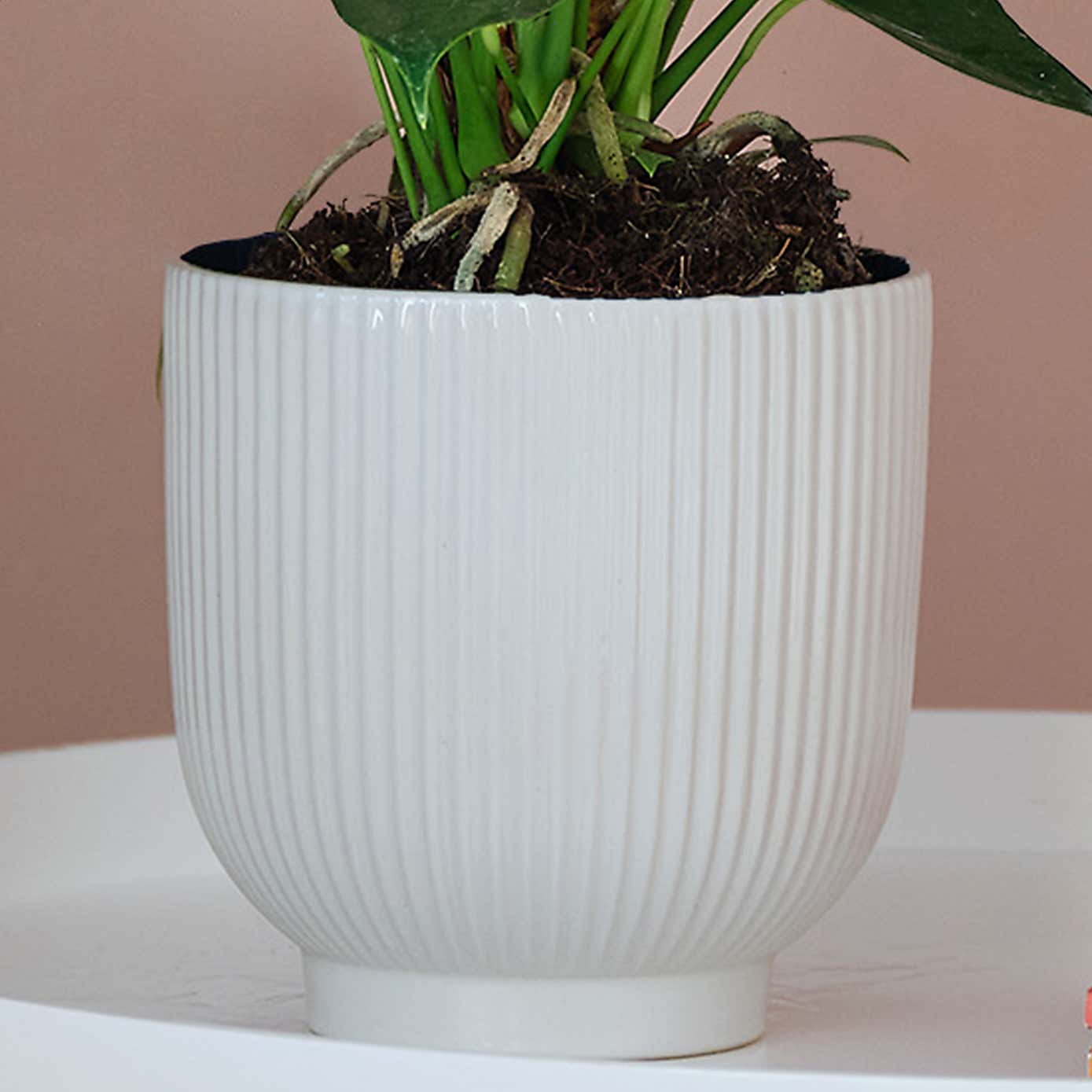 Peach Anthurium House Plant in Ribbed Pot