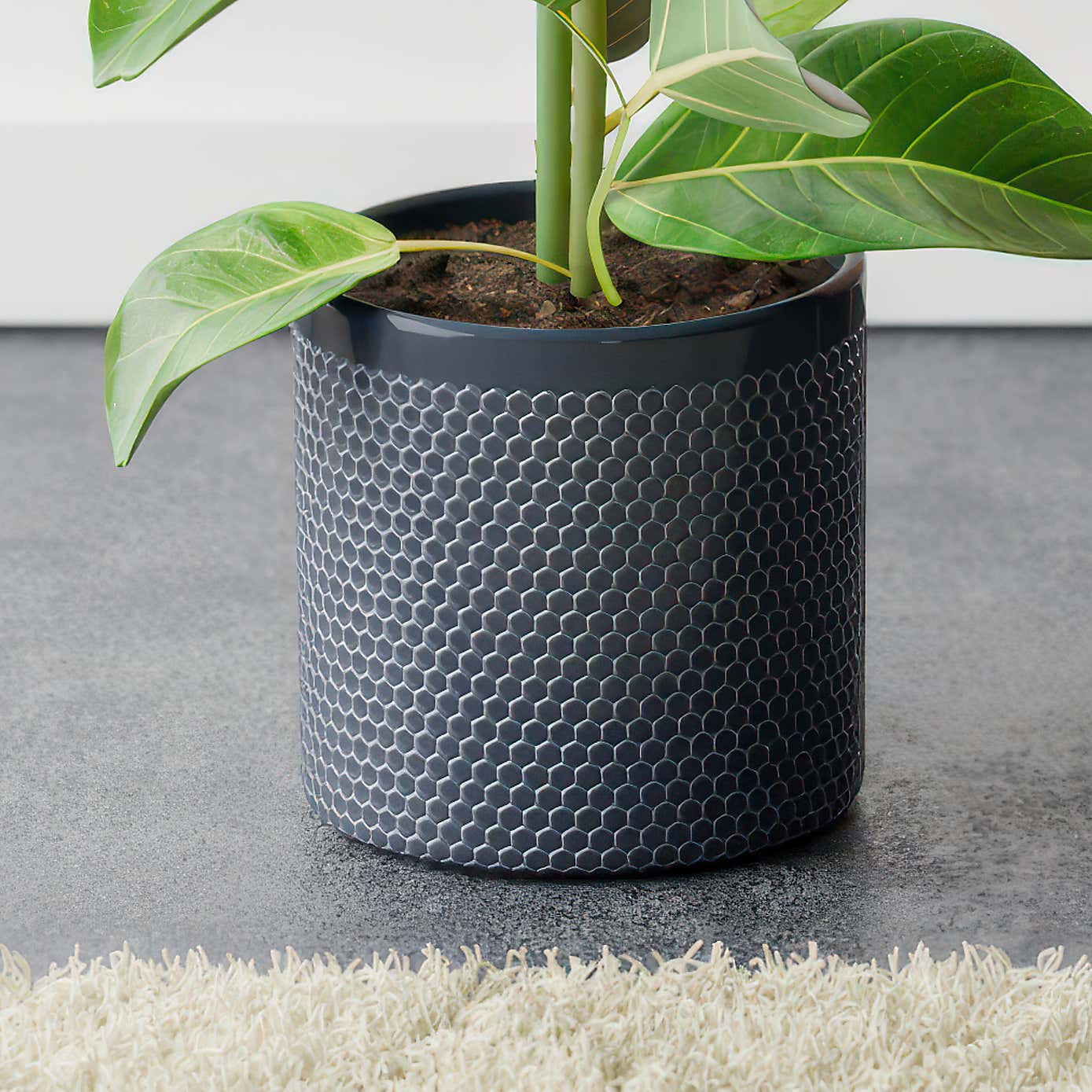 Bengal Fig House Plant in Capri Pot