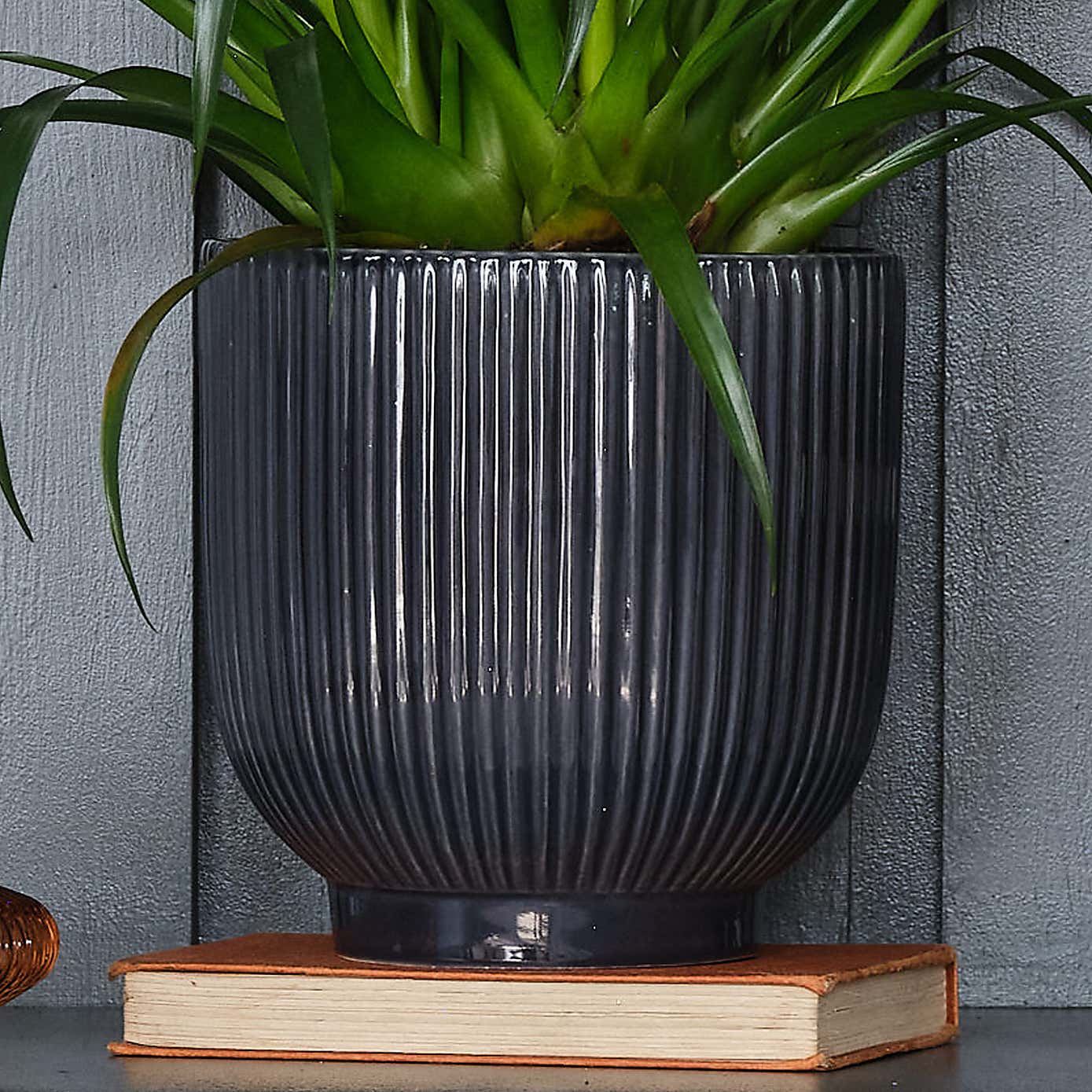 Vriesea Astrid House Plant in Ribbed Pot