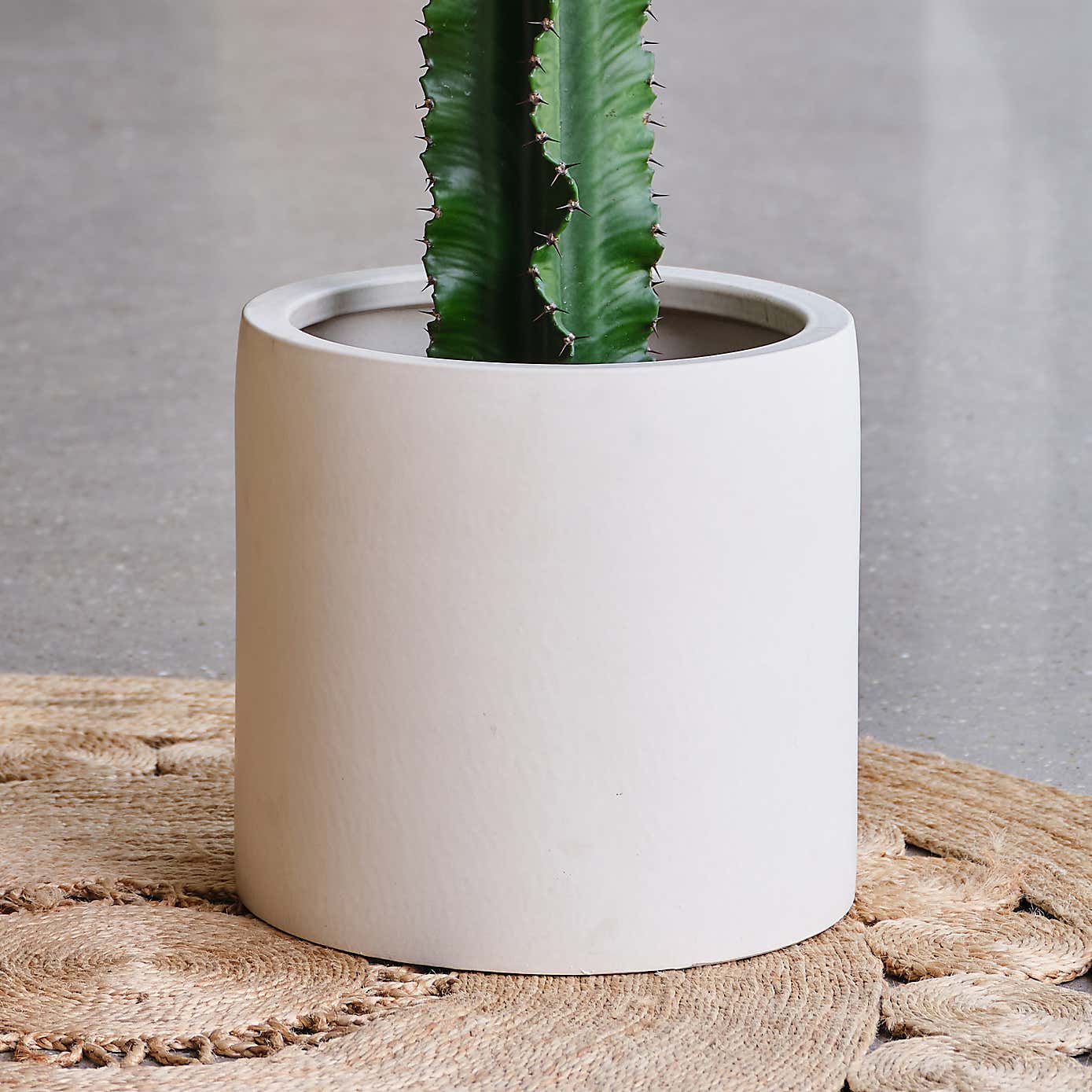 Euphorbia Trigona House Plant in Earthenware Pot