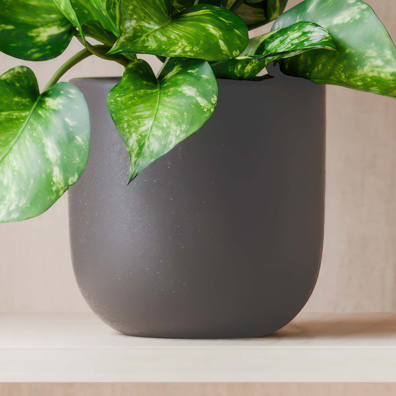 Beards & Daisies Marble Queen Pothos House Plant in Earthenware Pot