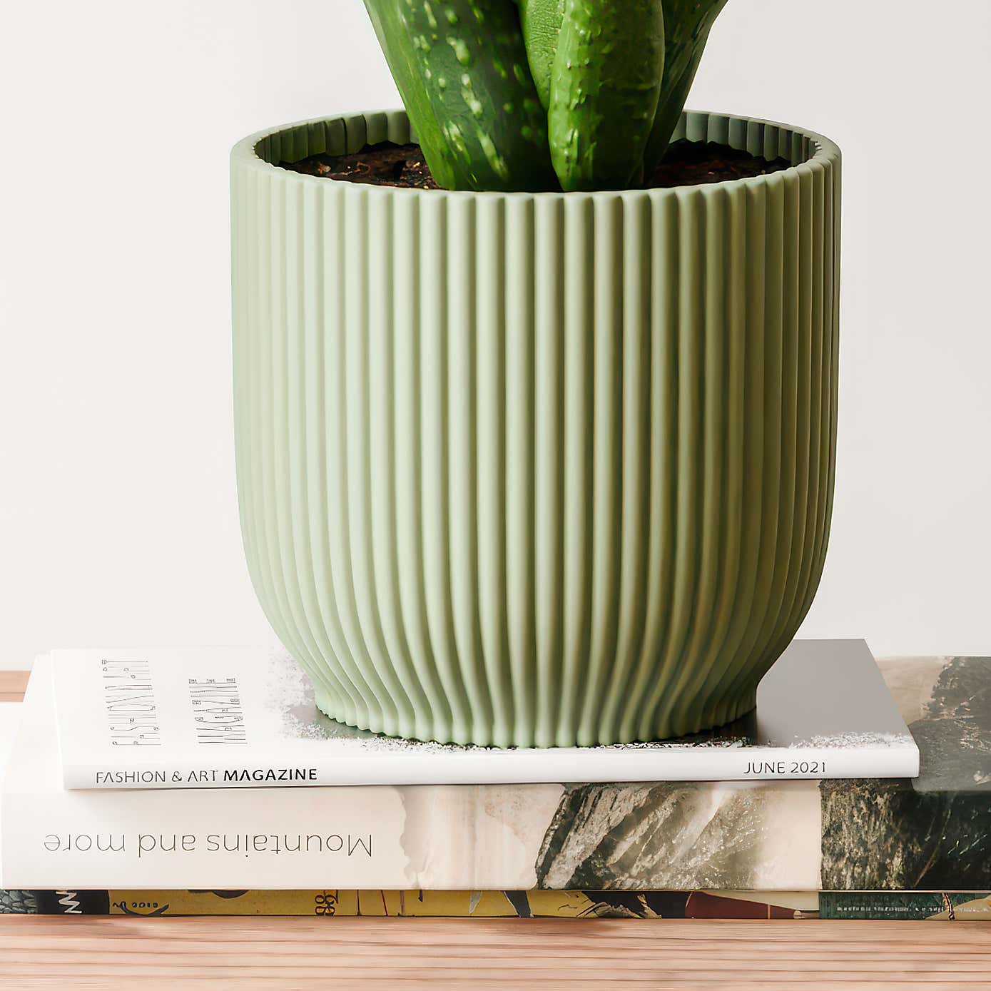 Aloe Vera House Plant in Elho Vibes Pot