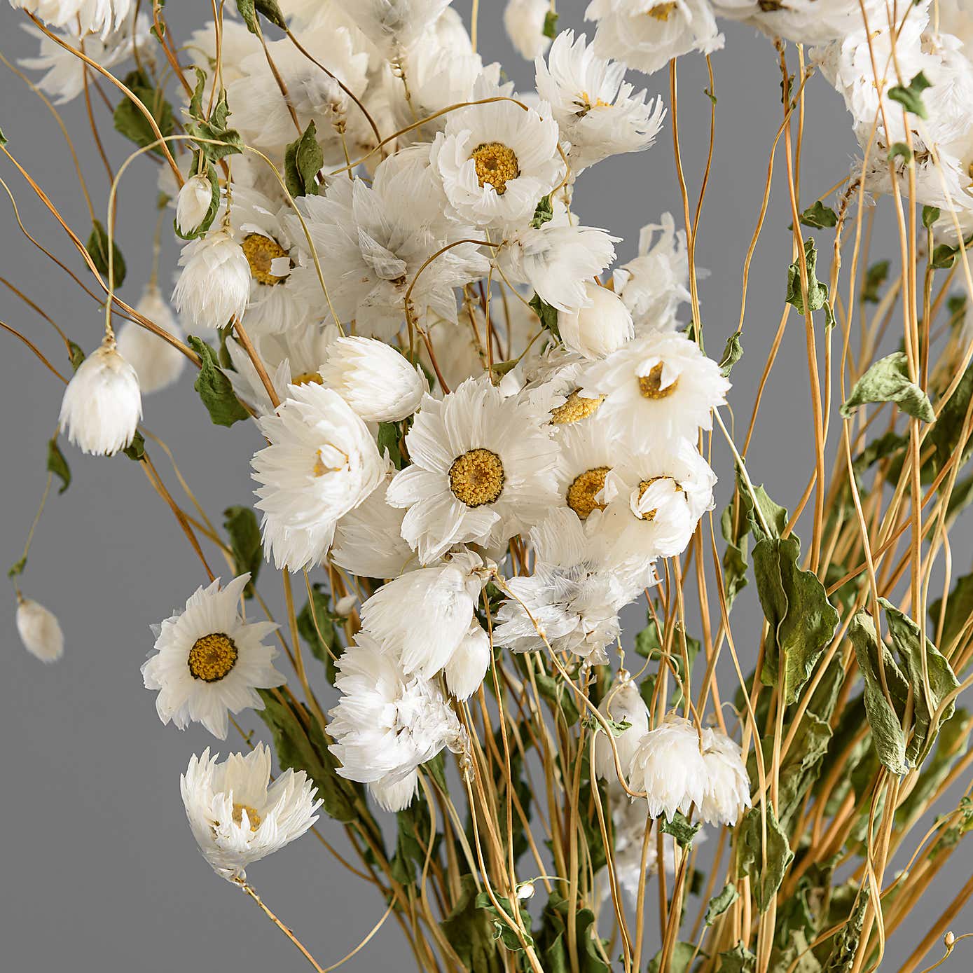 Dried White Rhodanthe Bouquet