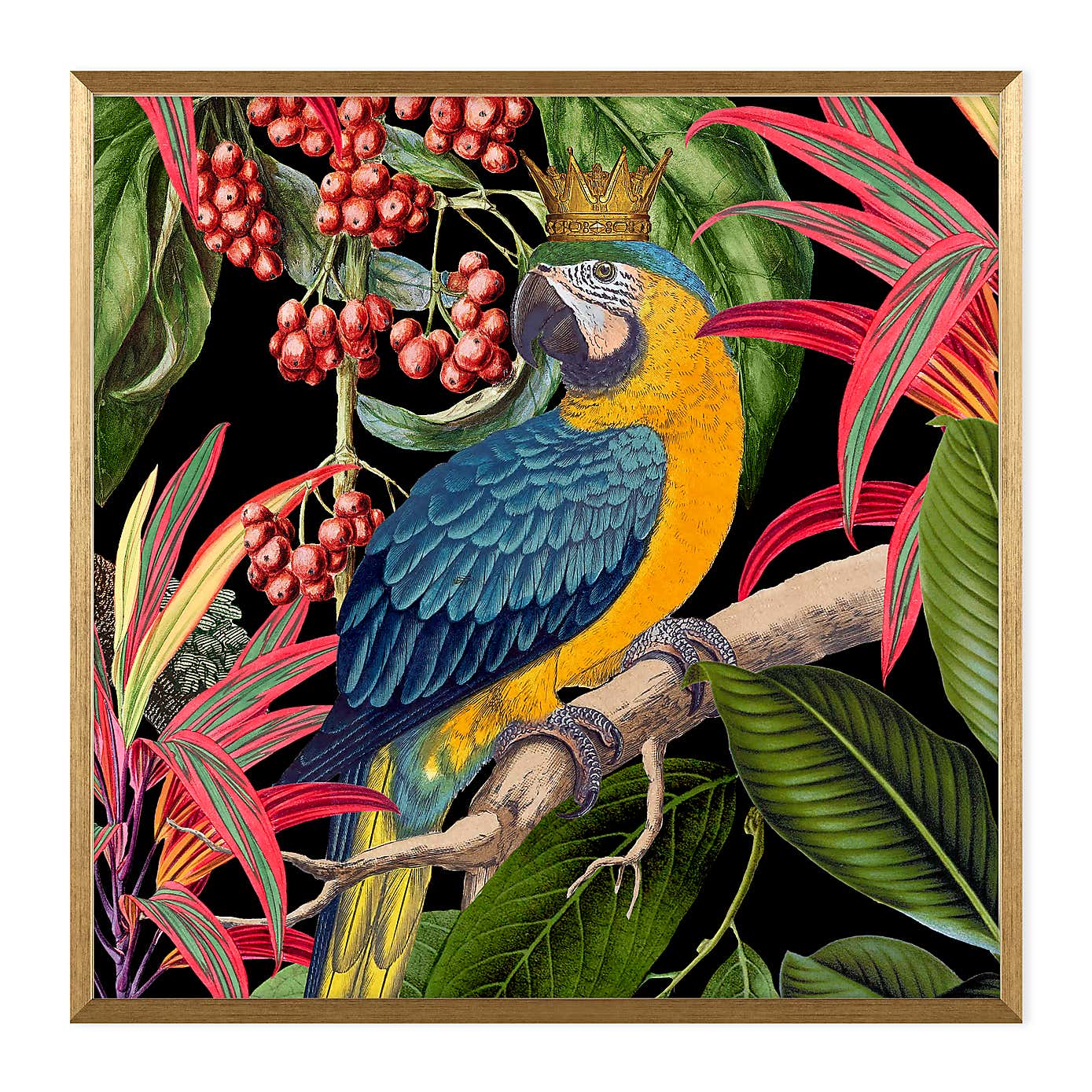 Parrot King I Framed Print