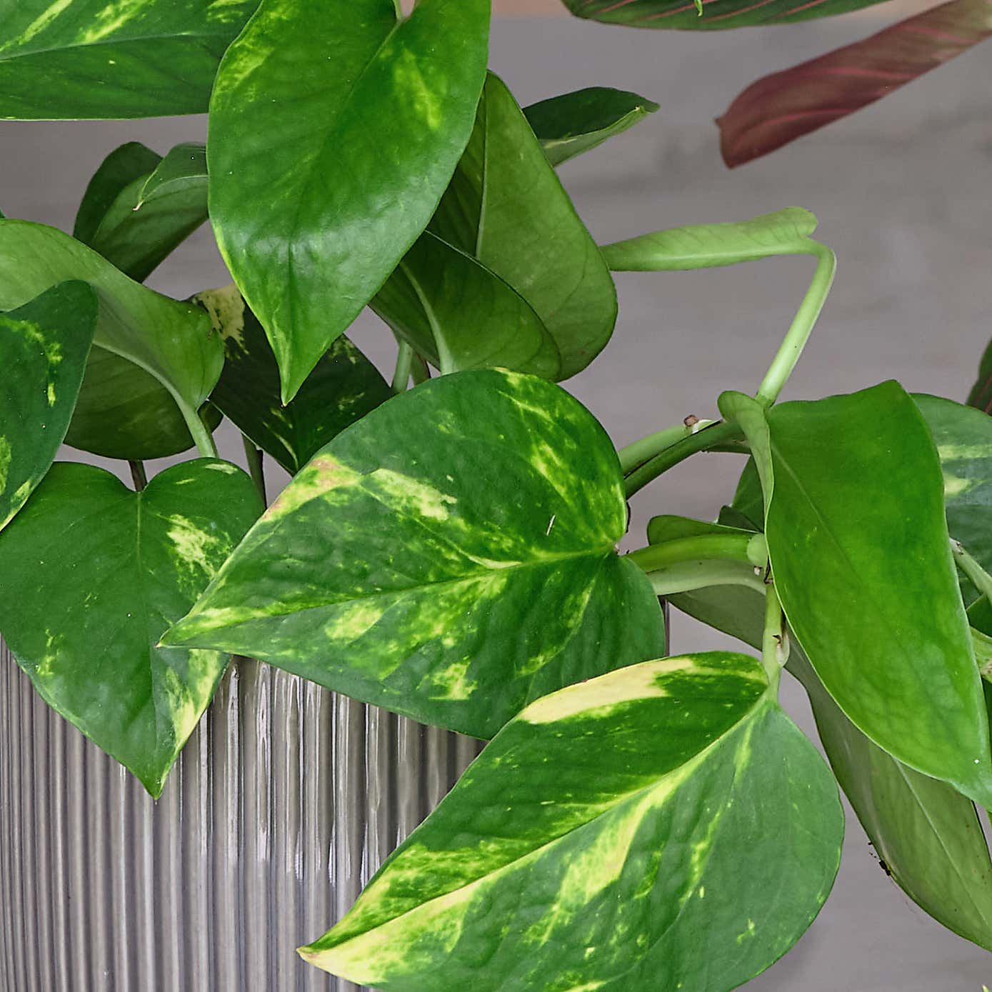 Bestseller Potted House Plant Bundle