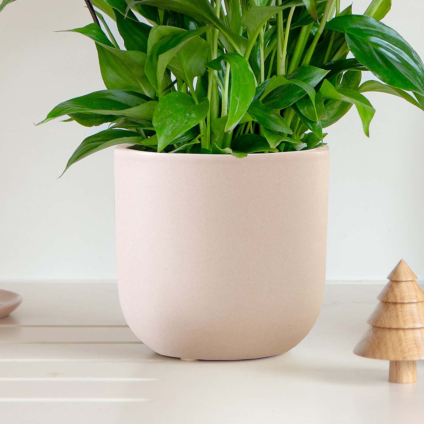 Lilac Peace Lily House Plant in Earthenware Pot