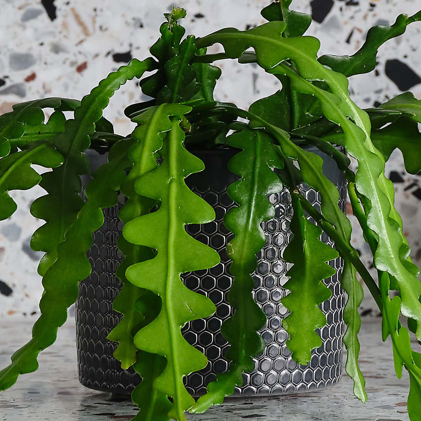 Fishbone Cactus House Plant in Capri Pot