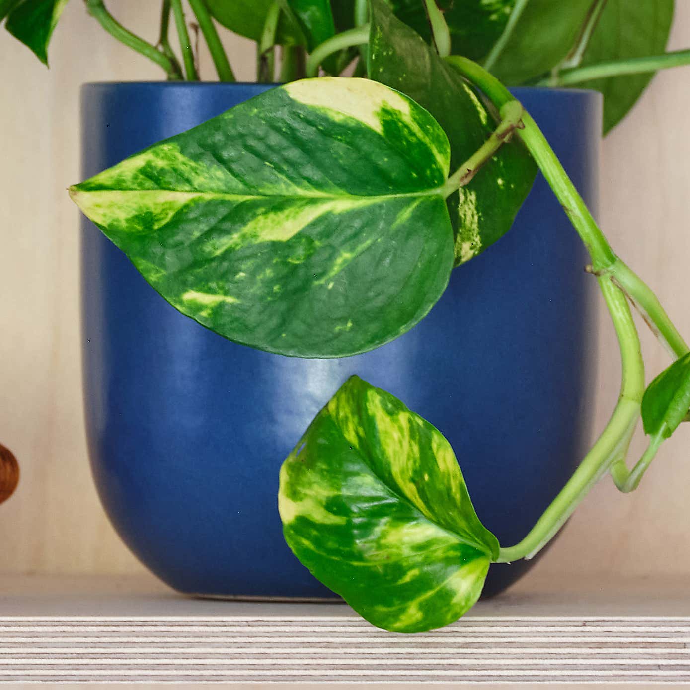 Devil's Ivy House Plant in Earthenware Pot