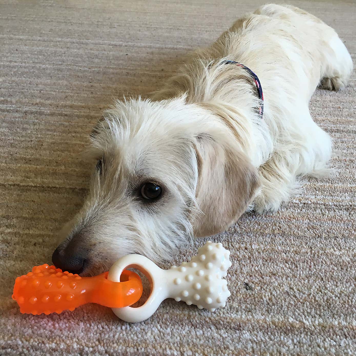 Duo Dental Tug Puppy Bone