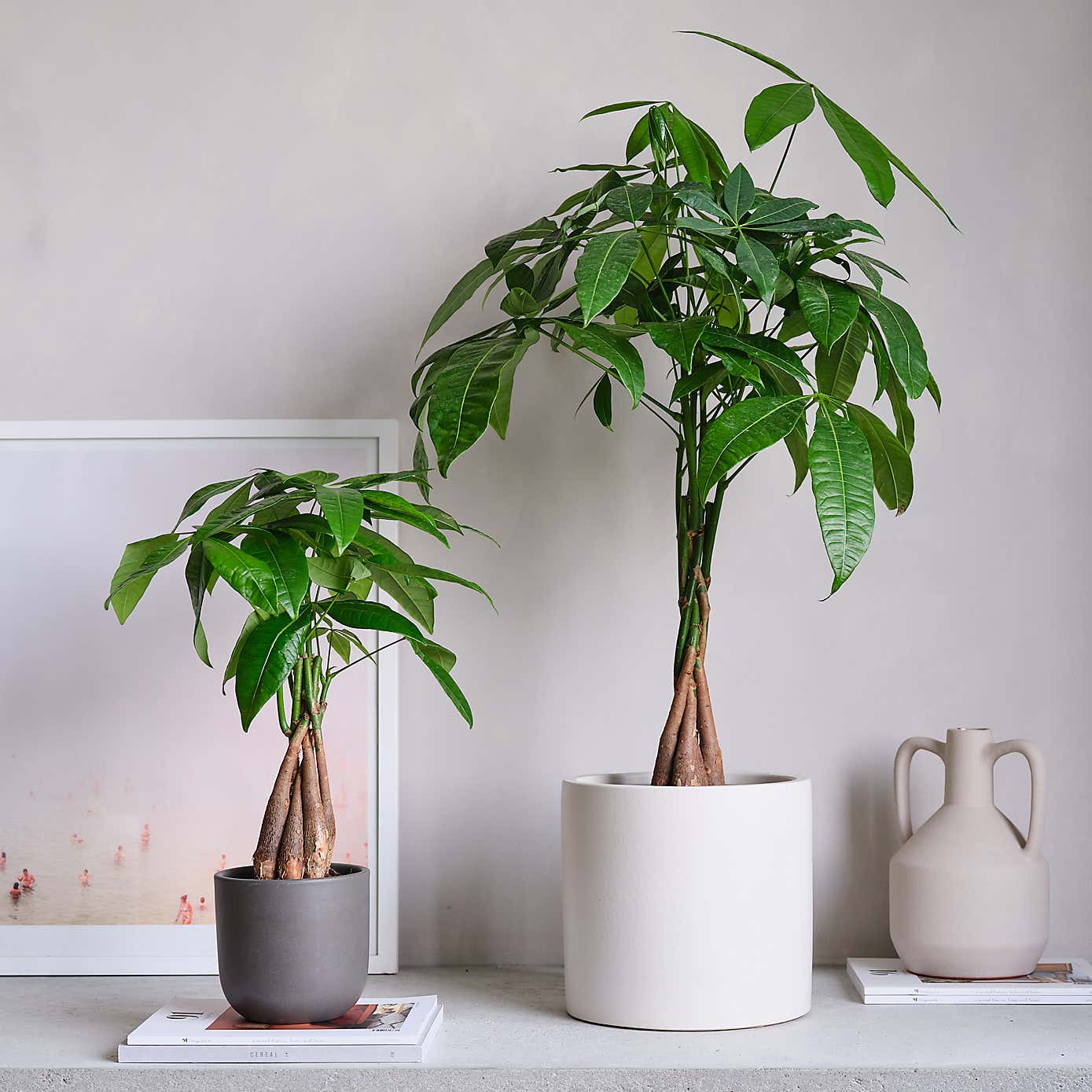 Money Tree House Plant in Earthenware Pot