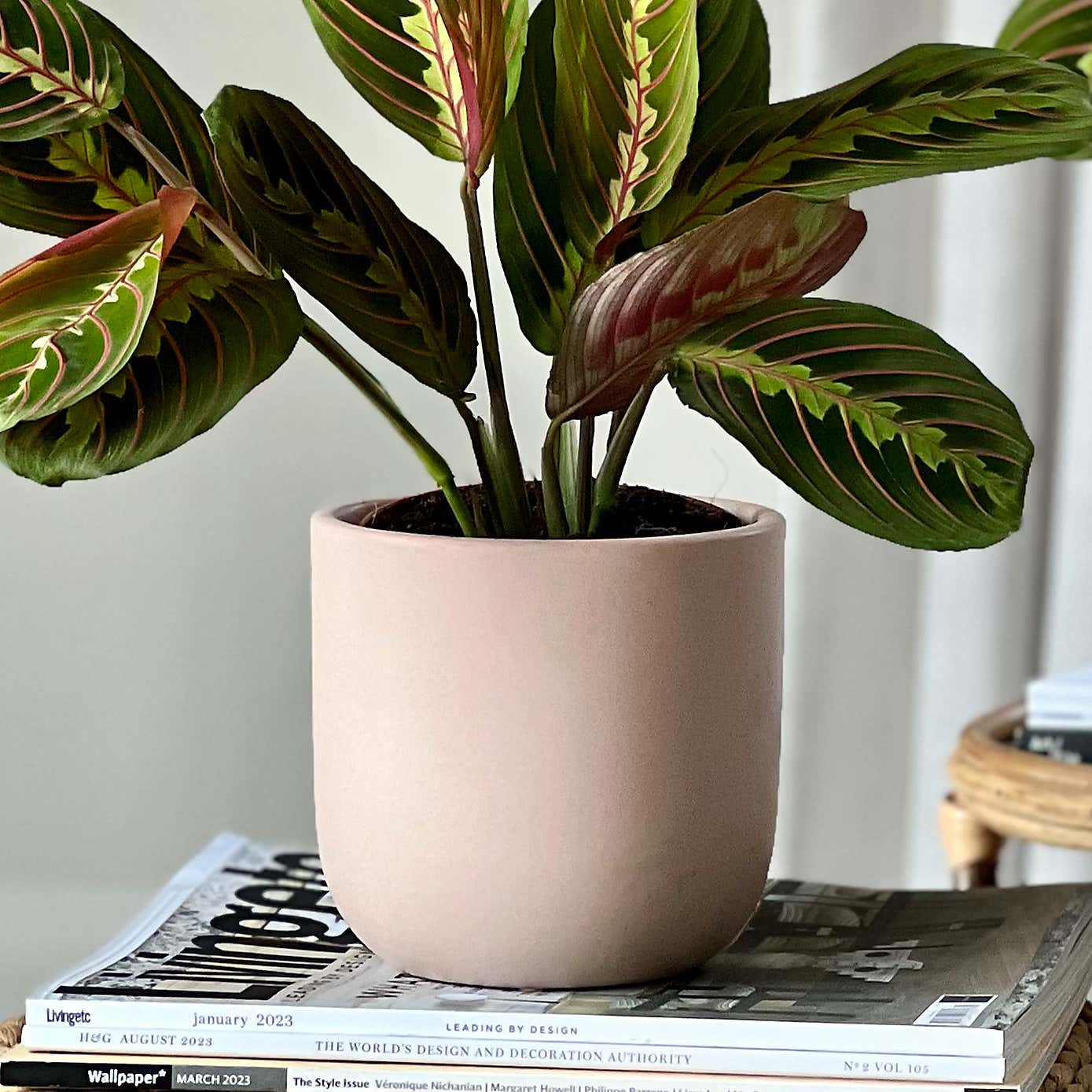 Prayer Plant Potted House Plant Bundle