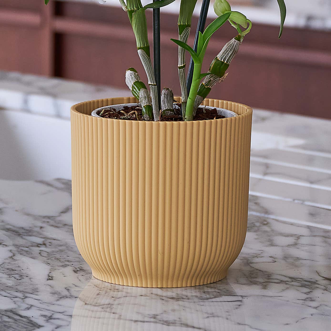 Beards & Daisies Blooming Beautiful Pair Dendrobium Peace Lily House Plant in Vibes Pot