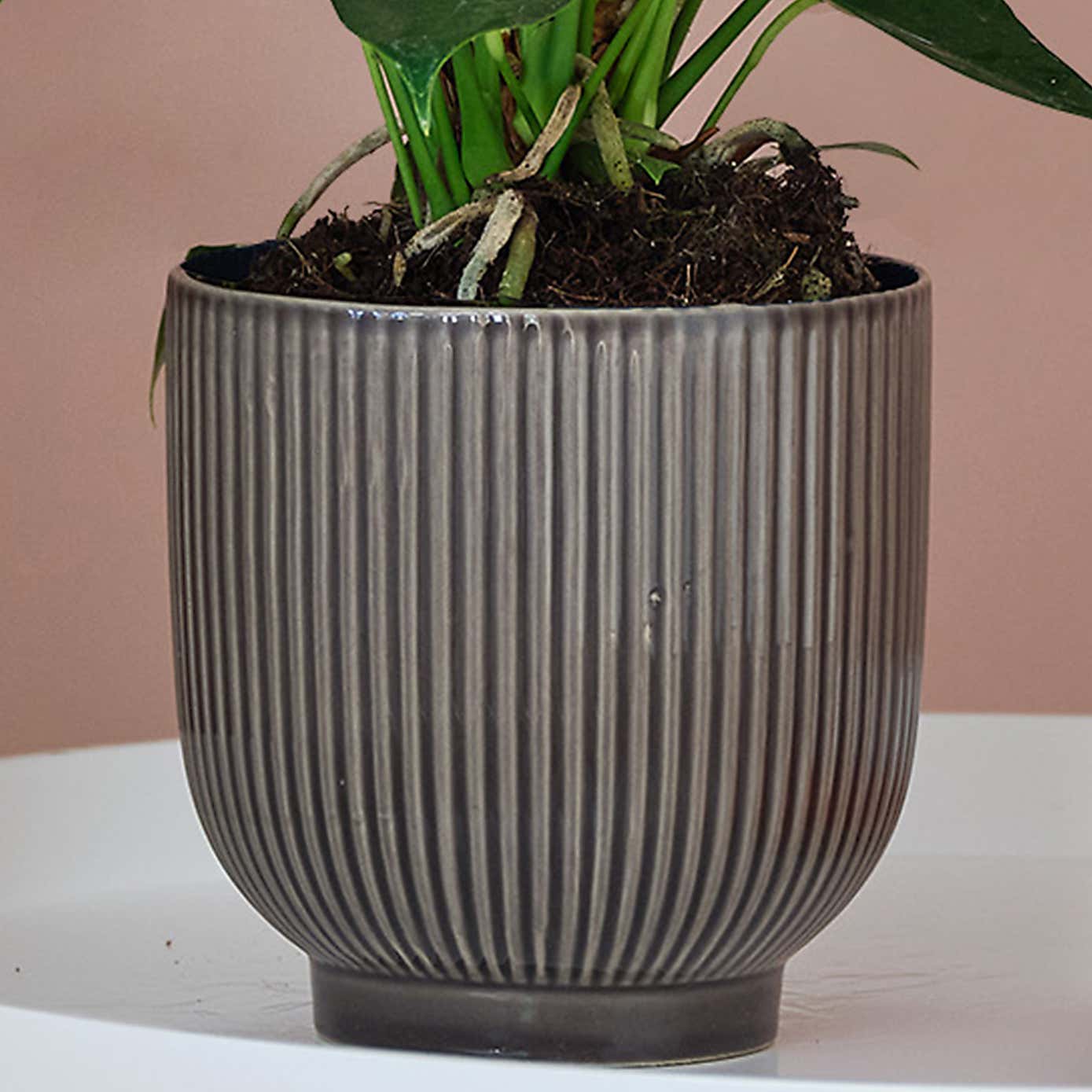 Peach Anthurium House Plant in Ribbed Pot