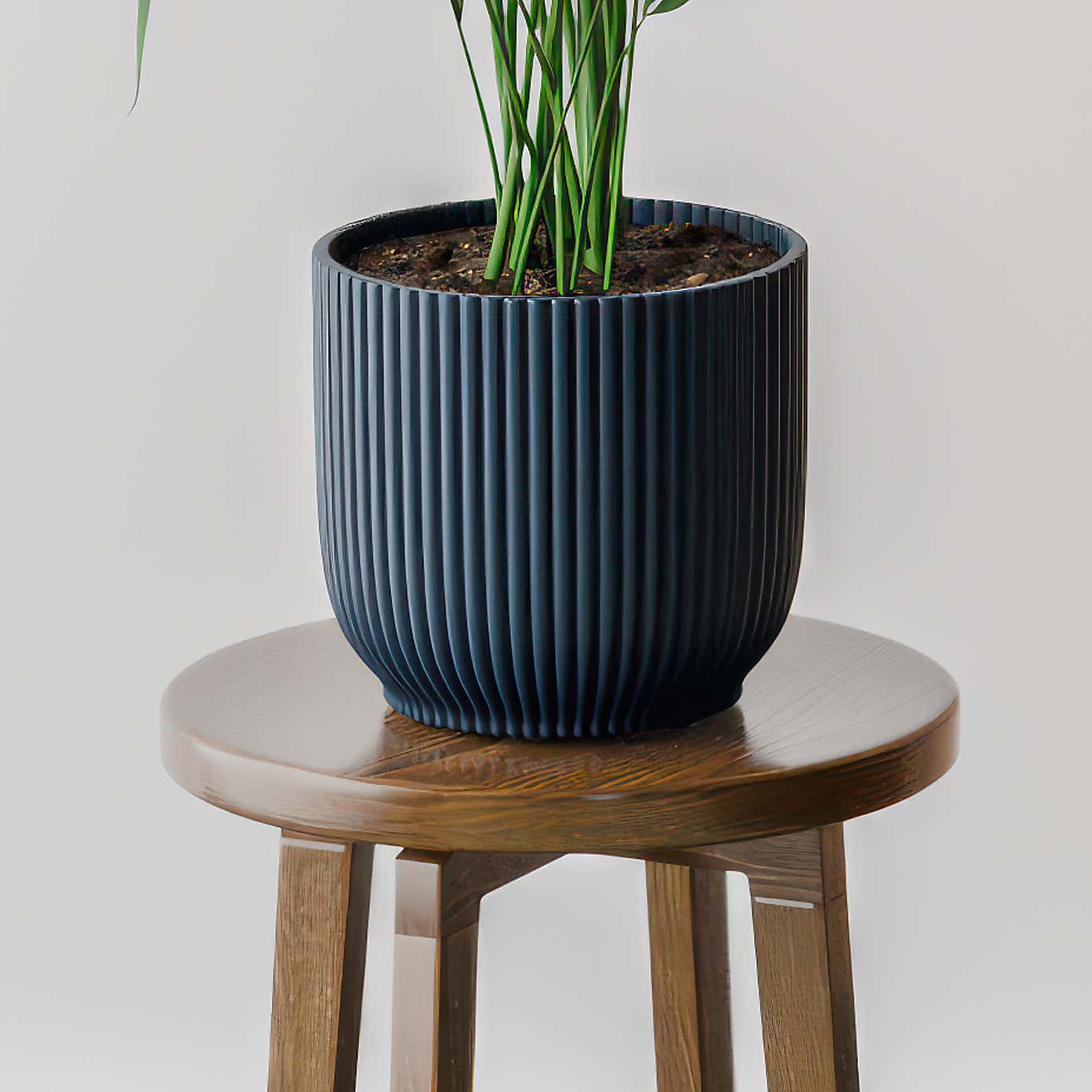 Kentia Palm House Plant in Elho Pot