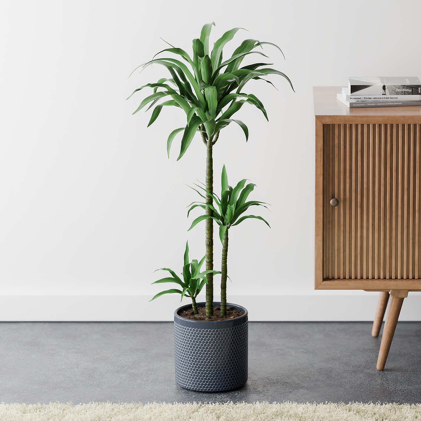 Beards & Daisies Dracaena Steudneri House Plant in Capri Pot