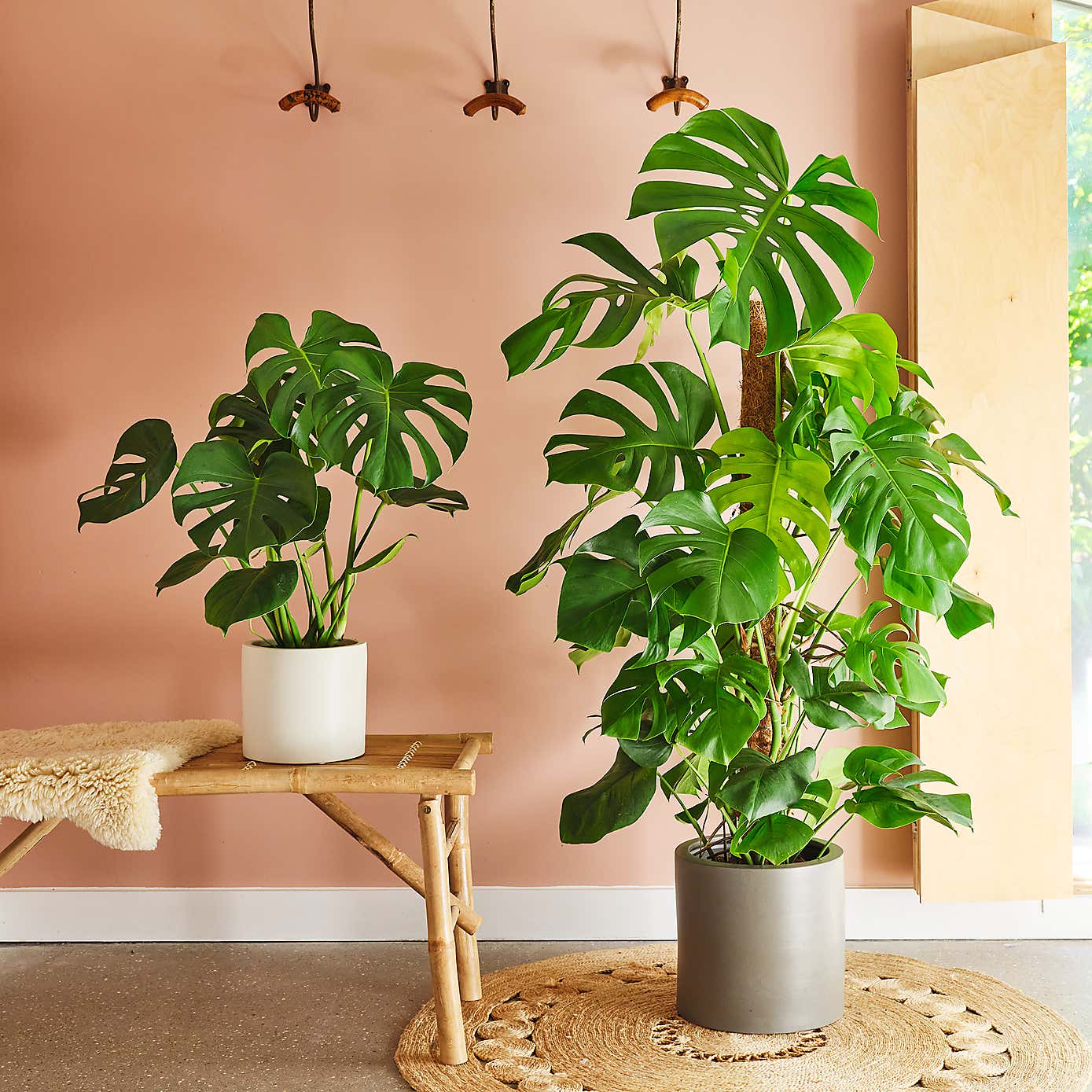 Swiss Cheese House Plant in Earthenware Pot